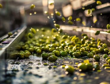 Olive Presses in Tabuk