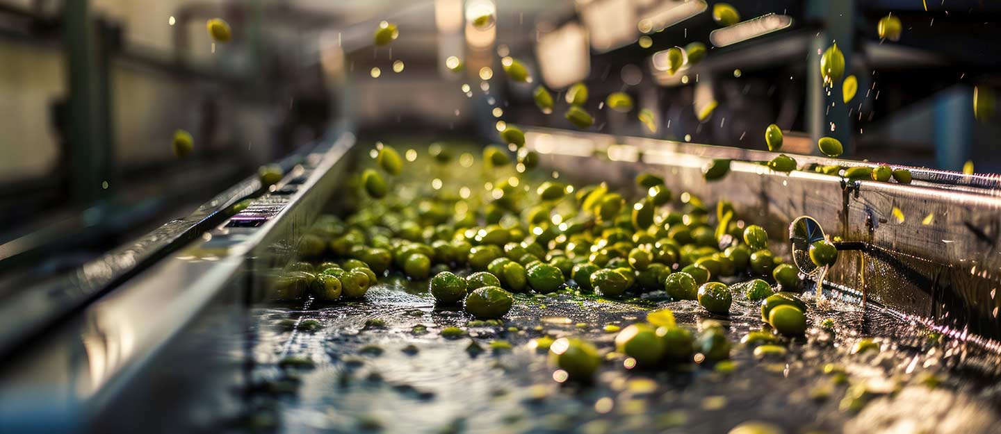 Olive Presses in Tabuk