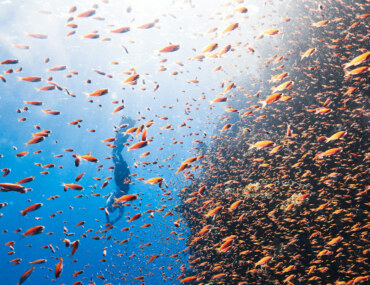 قطاع الثروة السمكية في السعودية