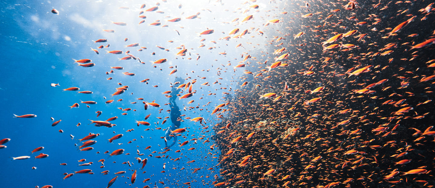 قطاع الثروة السمكية في السعودية