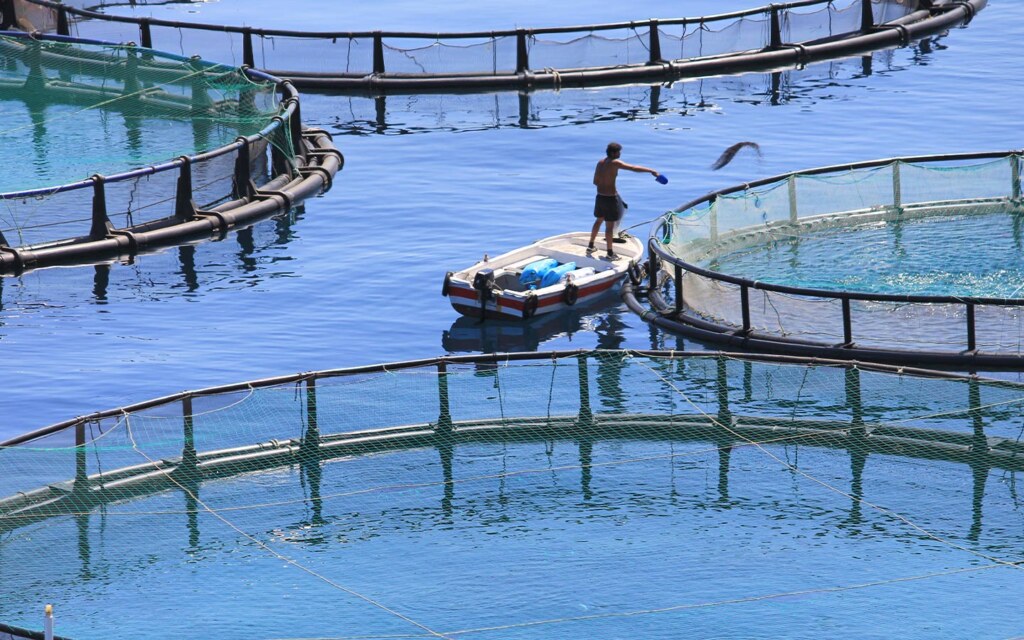 الاستزراع المائي