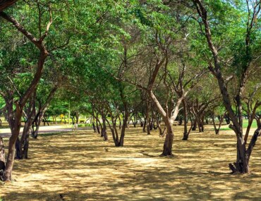 موسم التشجير الوطني