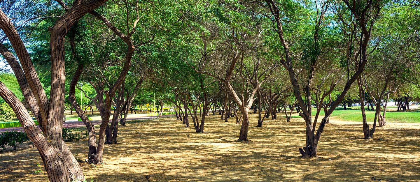 موسم التشجير الوطني