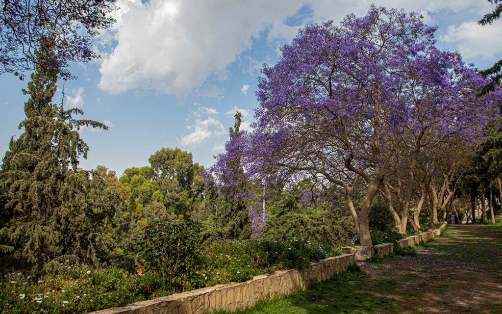 مبادرة السعودية الخضراء