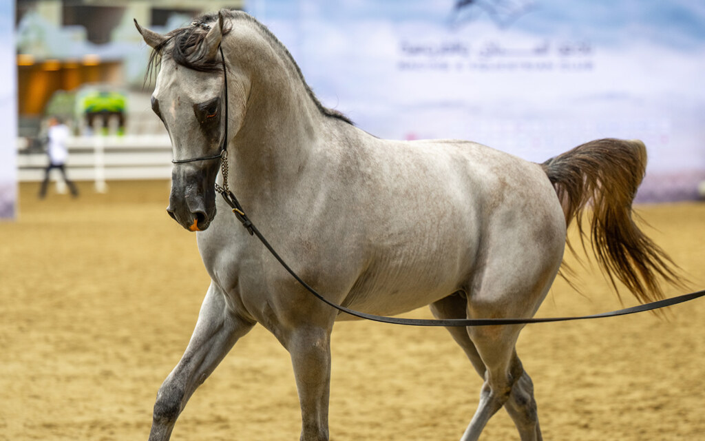 الخيول في السعودية