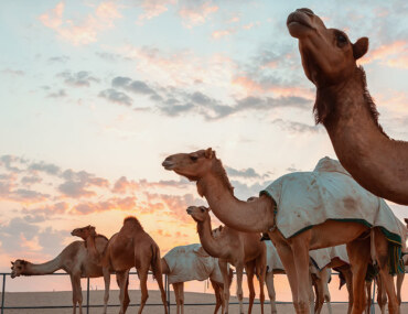 المزرعة النموذجية من سواني