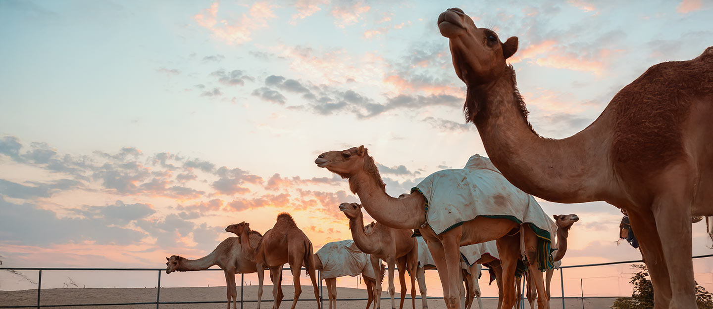 المزرعة النموذجية من سواني