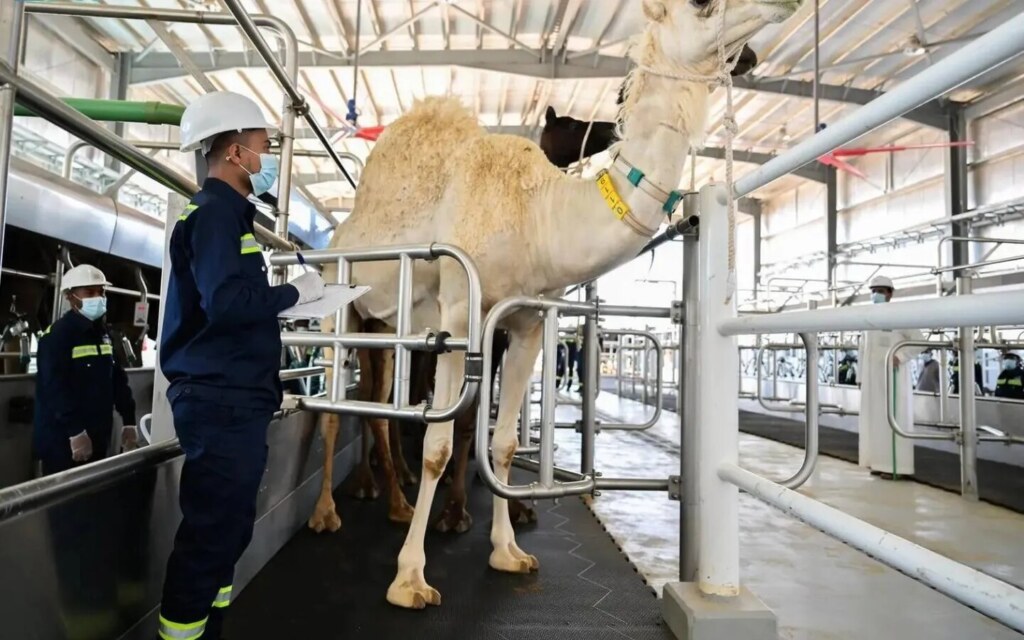 المزرعة النموذجية من سواني