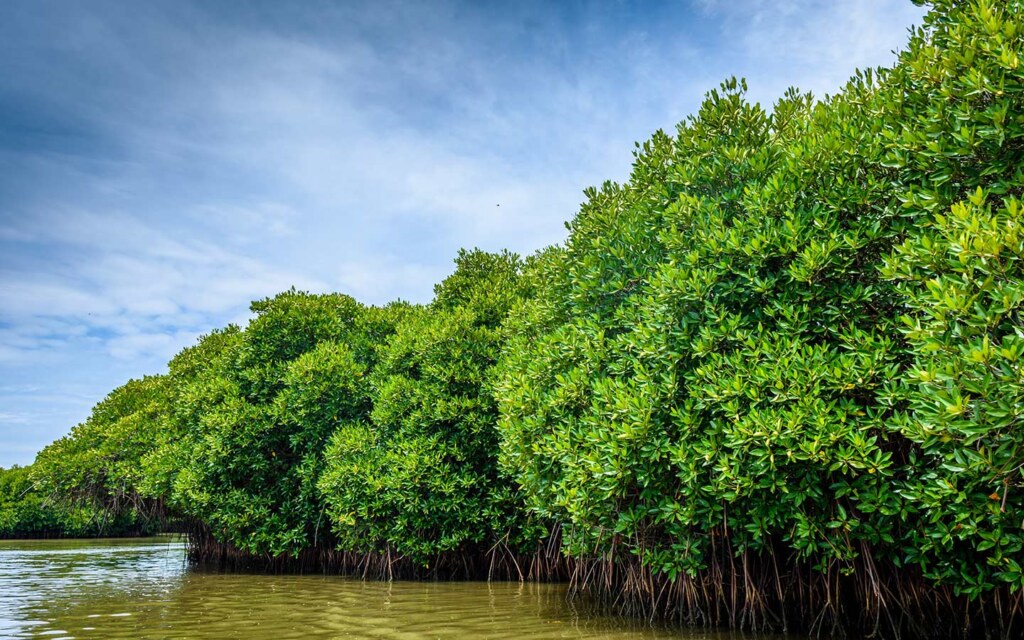 النباتات البحرية