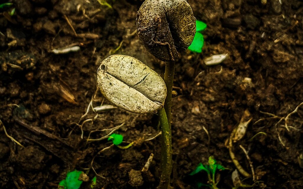 مركز البن السعودي