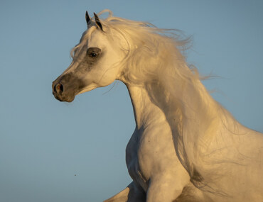 بطولة لونجين العالمية في الرياض