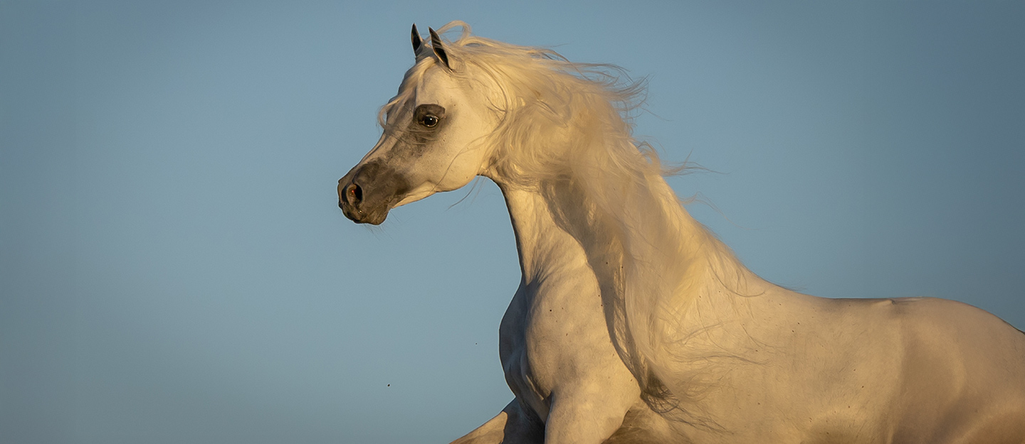 بطولة لونجين العالمية في الرياض