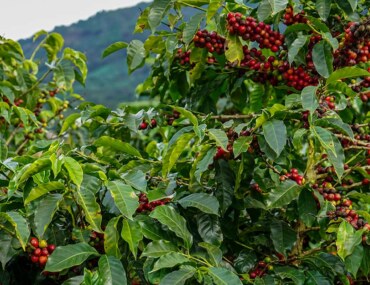 جائزة مزرعة البن النموذجية