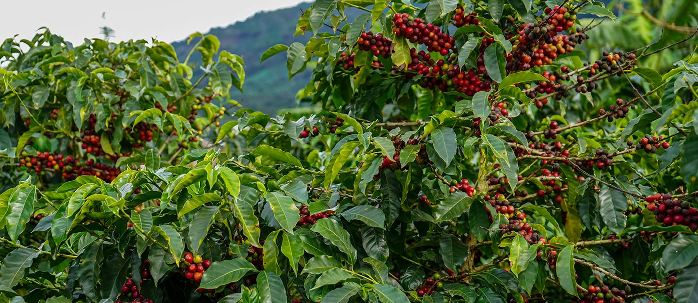 جائزة مزرعة البن النموذجية