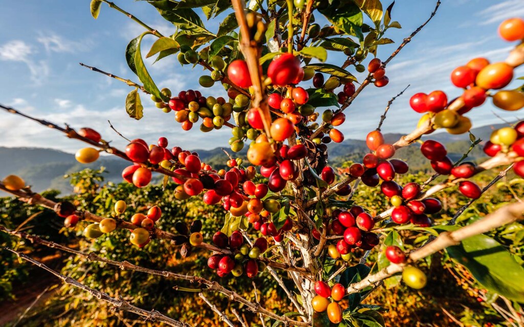 أهمية جائزة مزرعة البن النموذجية