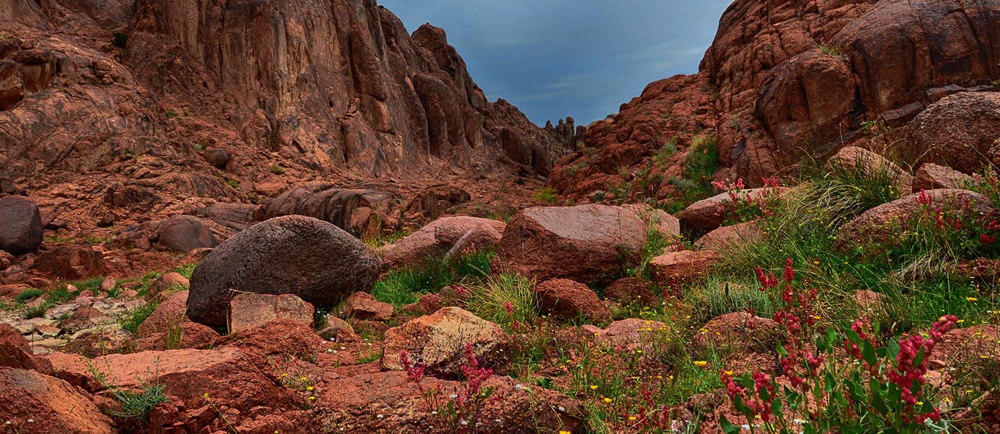 سلمى جيوبارك