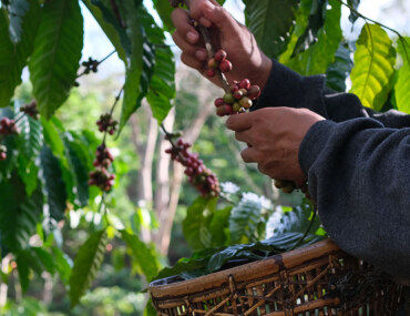 مركز البن السعودي