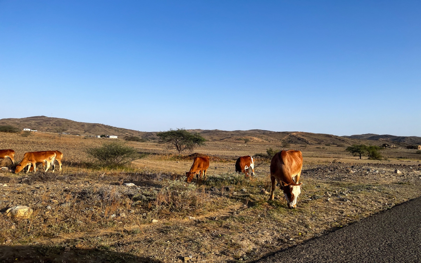 Rural Economy in Saudi Arabia: Agriculture, Livestock, Rural Jobs