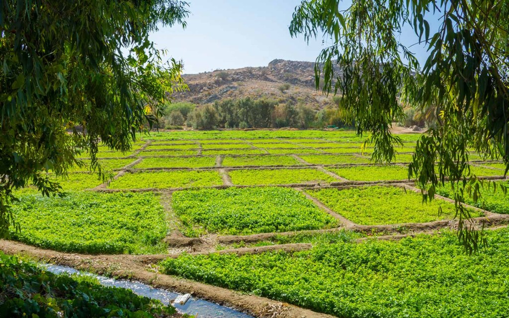 معارض الزراعة في السعودية