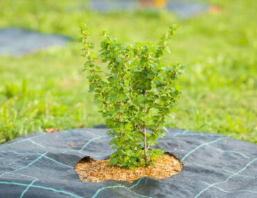 National Center for Vegetation Development