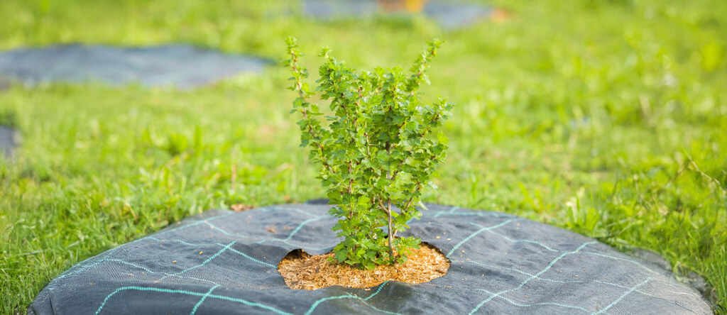 National Center for Vegetation Development