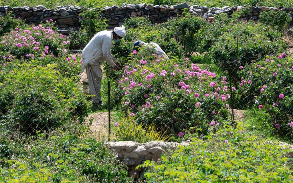 Taif Rose Farms