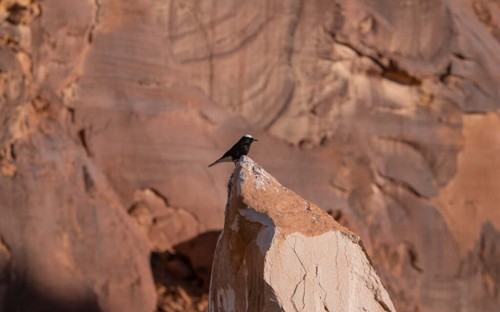 Where Is Al Haifa Park Located?