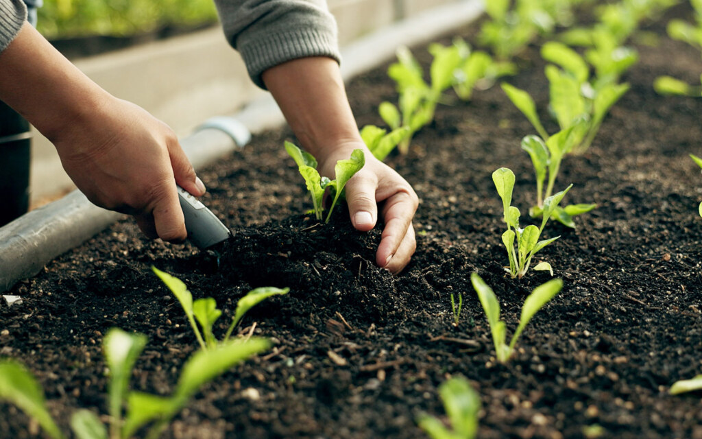 زراعة الخضراوات في الطائف