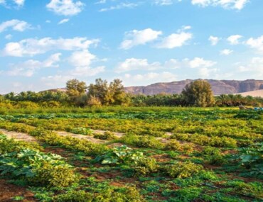 الاقتصاد الريفي في السعودية