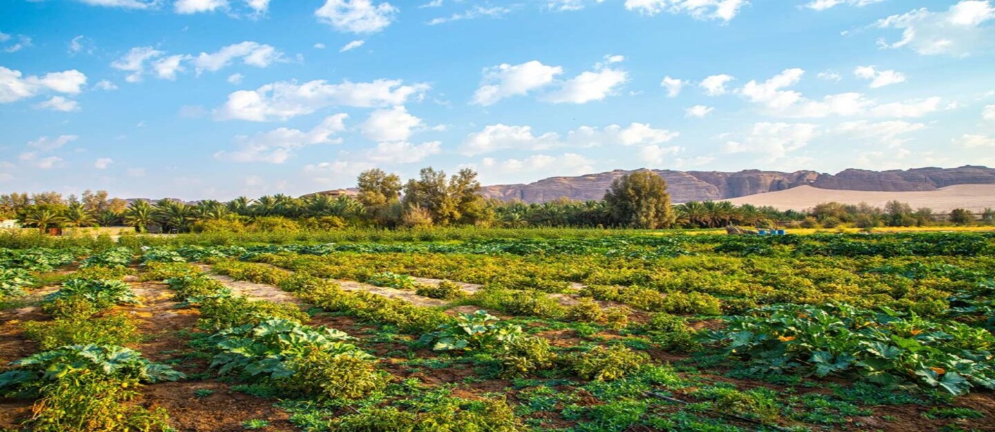 الاقتصاد الريفي في السعودية