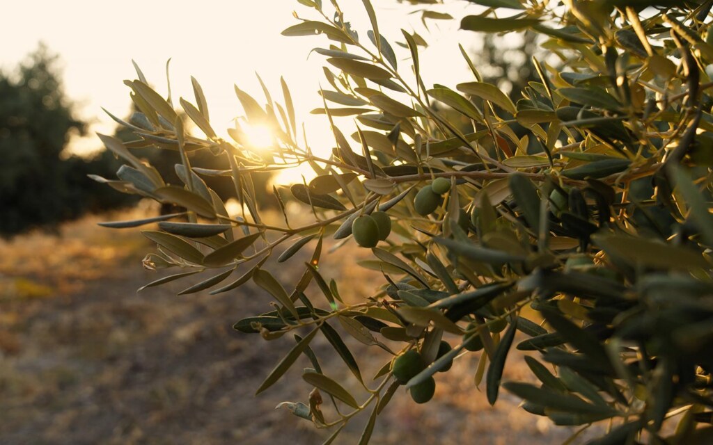 معاصر الزيتون بتبوك