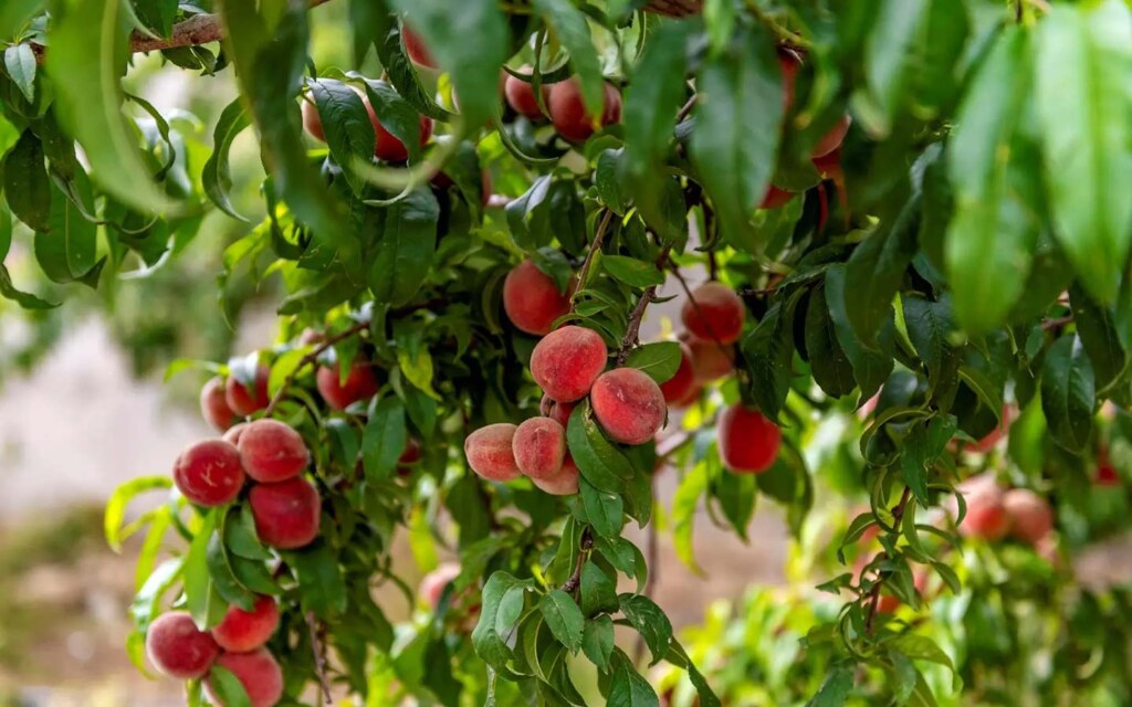 Agriculture in Al Baha