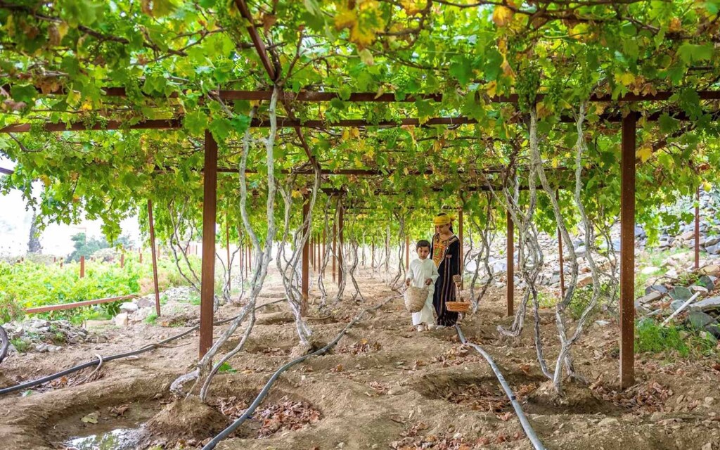 Popular crops in Al Baha