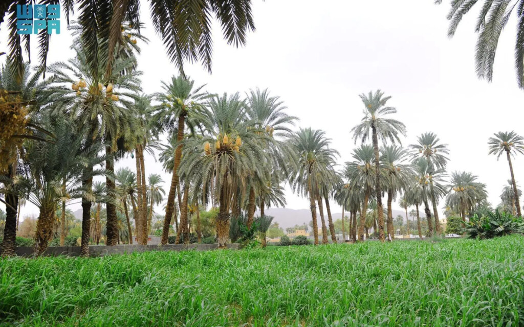 بواكير تمور نجران