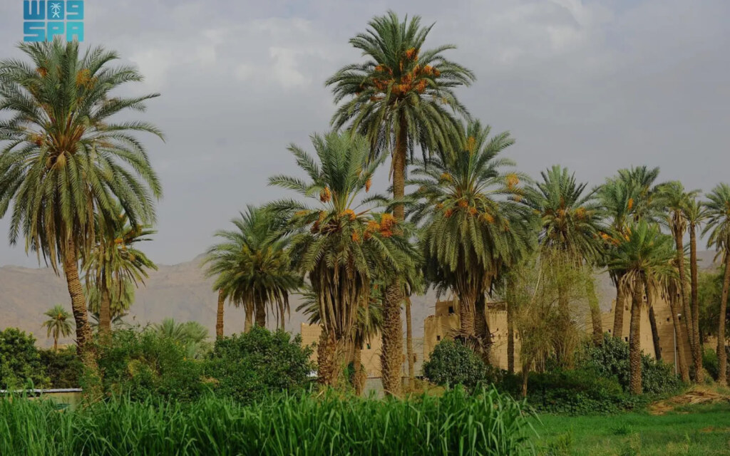 موسم التمور في نجران