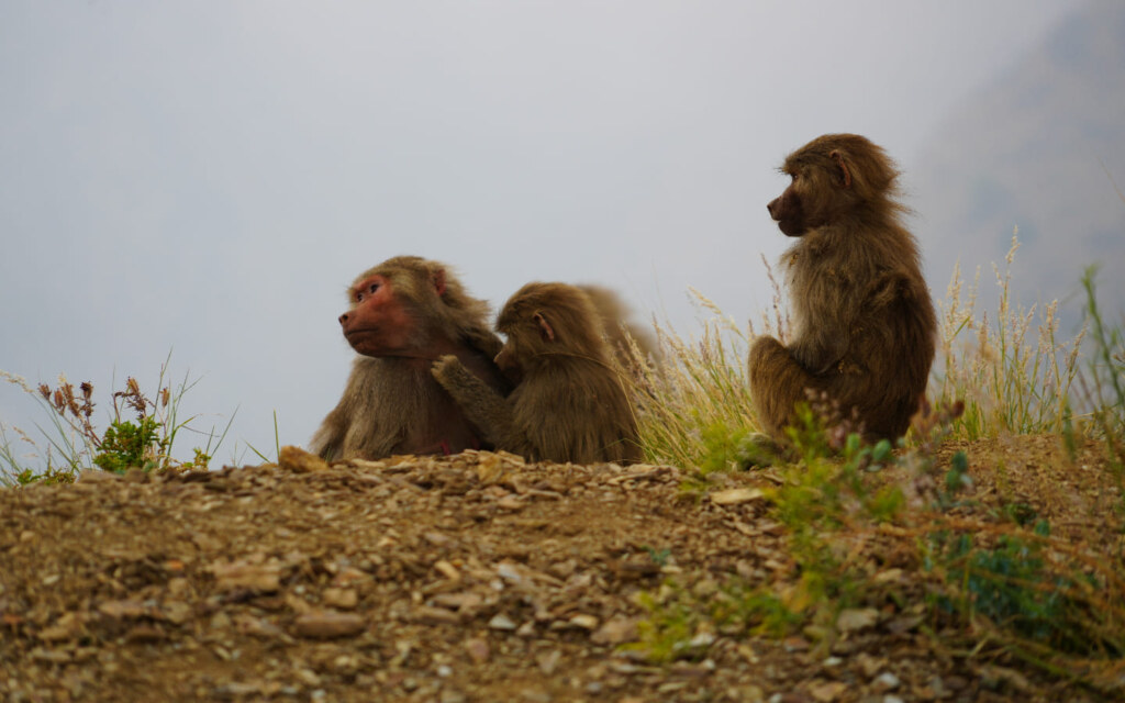 What is Al Hada known for?