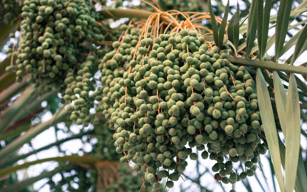 Date processing industries in Saudi Arabia