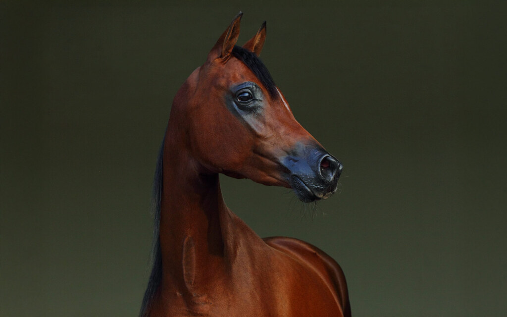 بطولة الجمال للخيل العربية