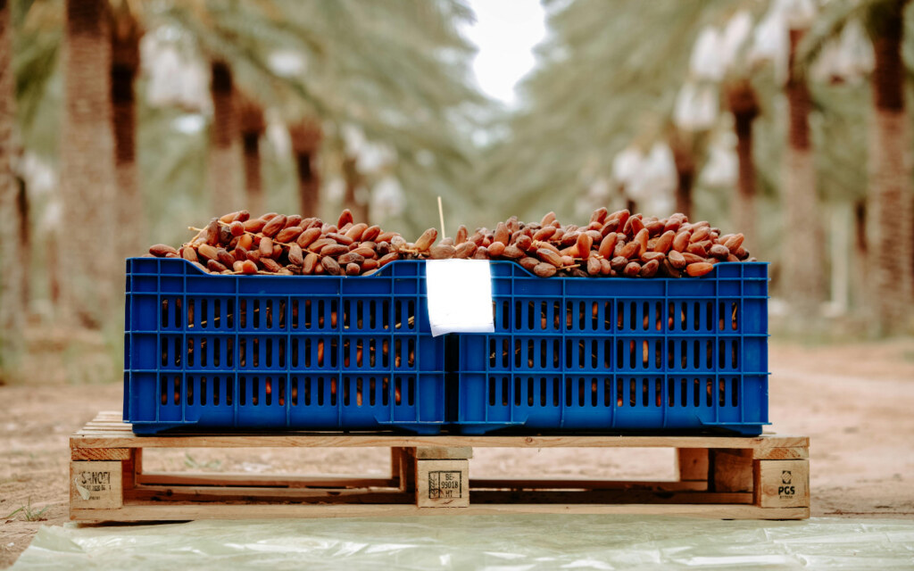 اتفاقيات انتاج وتصنيع التمور