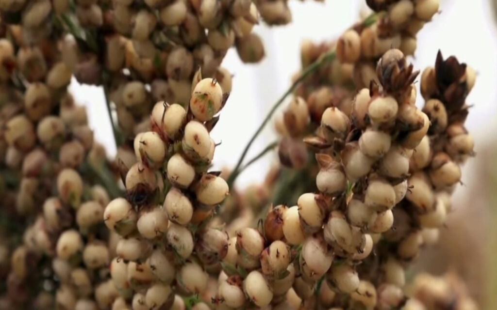 الخضير الجيزاني