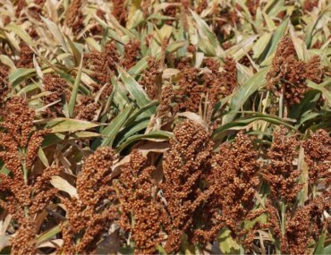 موسم الخضير في جازان