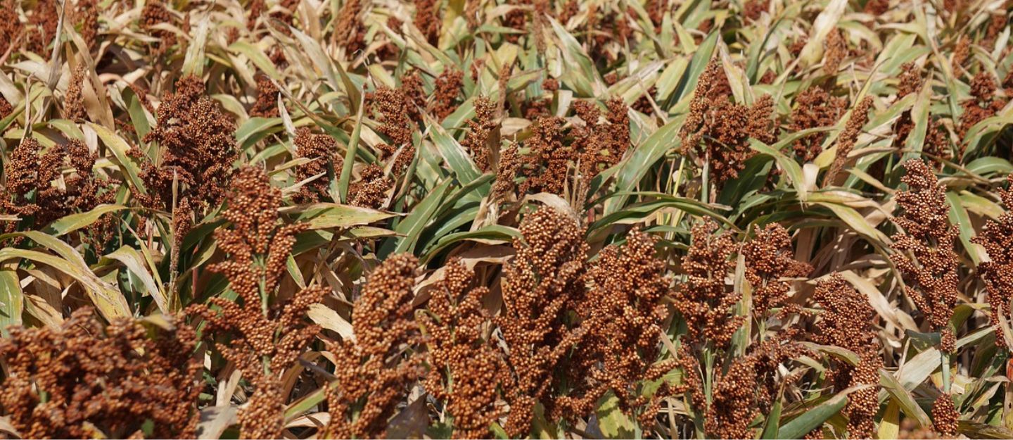 موسم الخضير في جازان