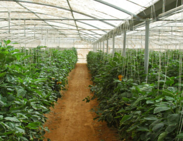 Hydroponic Farming in Al Lith Governorate, KSA