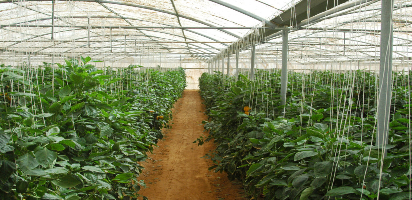Hydroponic Farming in Al Lith Governorate, KSA