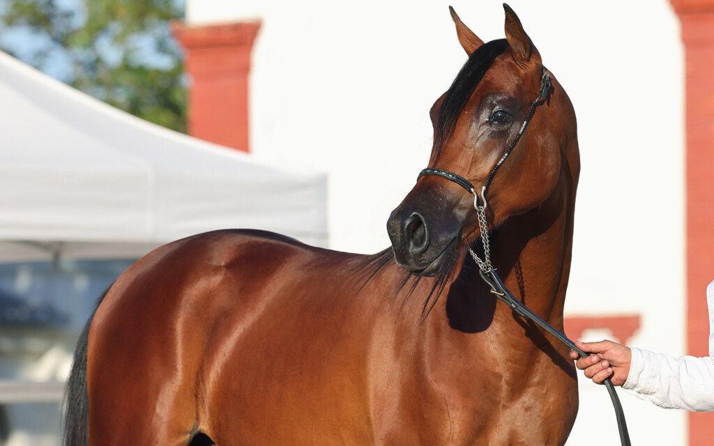 Horse Racing Venue in Qiddiya hosting the Saudi Cup and global equestrian events