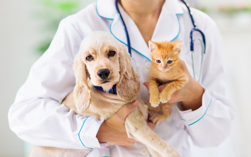 علاج الحيوانات بالطب البيطري