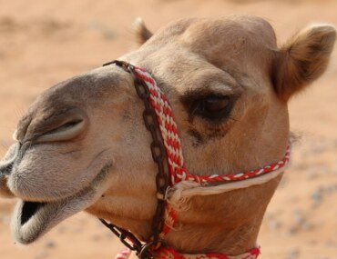 محافظة الاسياح​