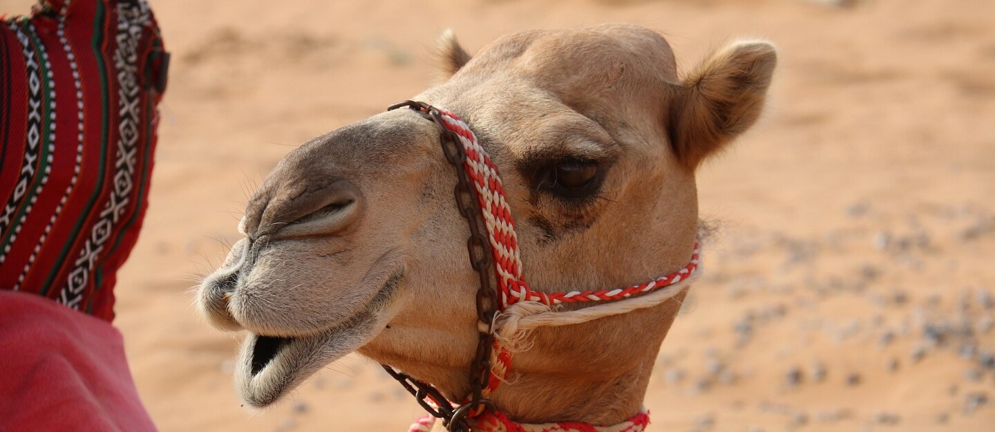 محافظة الاسياح​